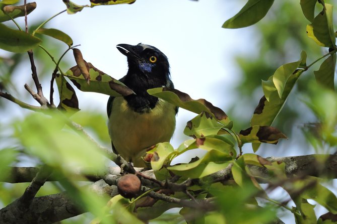 Birdwatching Cancun - La Ruta de los Cenotes: why this area is prime bird time