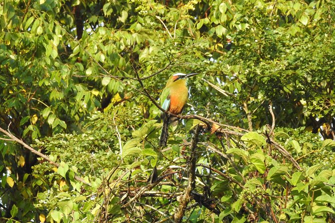 Birdwatching Cancun - Meeting the birds: what the guide does (Carlos and Lugo stand out)