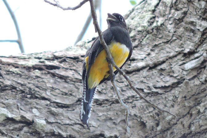 Birdwatching Cancun - The food and timing reality: snacks, soda, and when water shows up