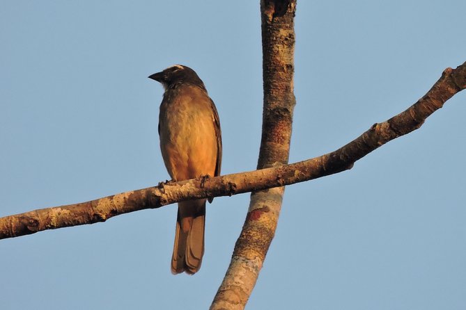 Birdwatching Cancun - Transportation, meeting points, and the shared-group feel