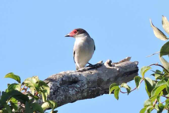 Birdwatching Cancun - What you might see: species variety in a half-day