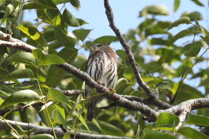 Birdwatching Cancun - Who this tour fits best, and who might want to think twice