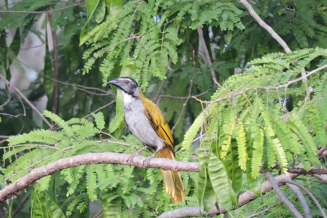 Birdwatching Cancun - How the morning works: from pickups to first birding stops