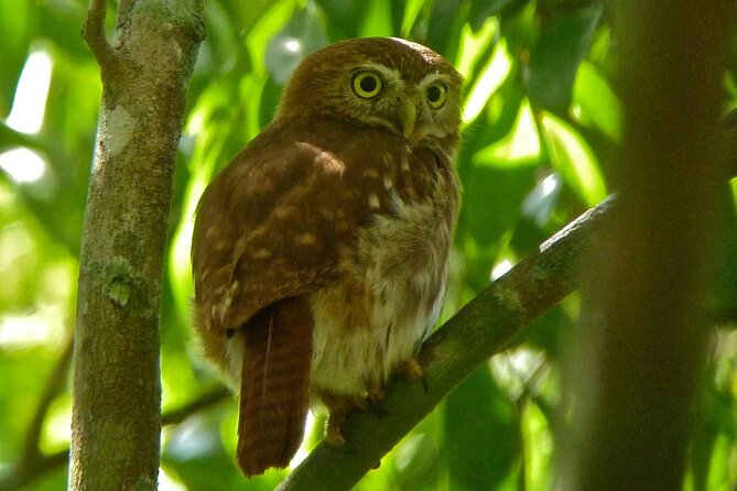 Birdwatching in Sian Ka´an Muyil from Tulum - Shared Group Tour - Logistics that matter: group size, binoculars, and pick-up costs