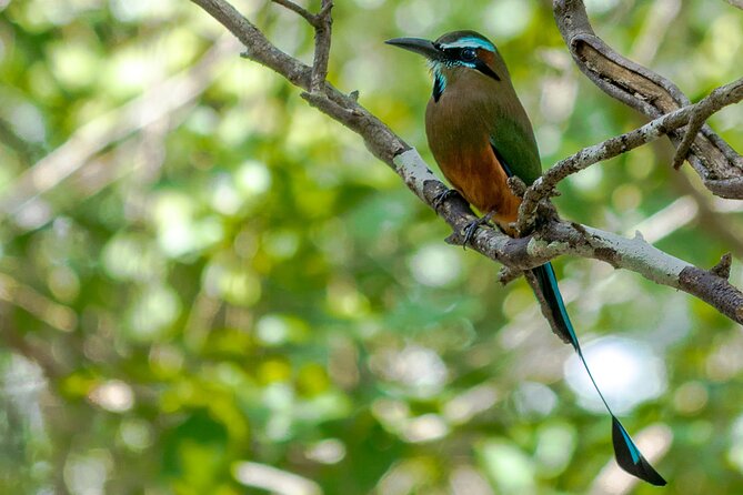 Birdwatching in Sian Ka´an Muyil from Tulum - Shared Group Tour - Who this tour fits best