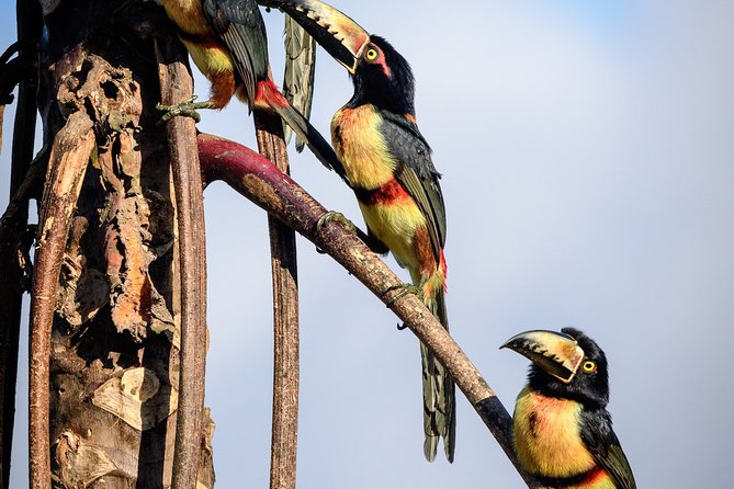 Birdwatching in Sian Ka´an Muyil from Tulum - Shared Group Tour - Price and value: what $119 buys you (and what it doesn’t)