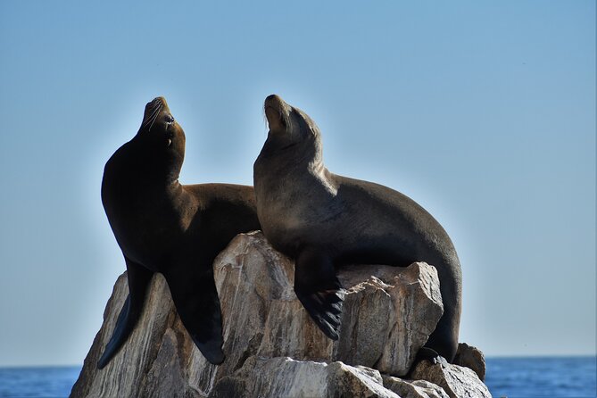 Boat ride to the Arch and Snorkel - A small-boat Cabo combo: Arch views and reef snorkeling