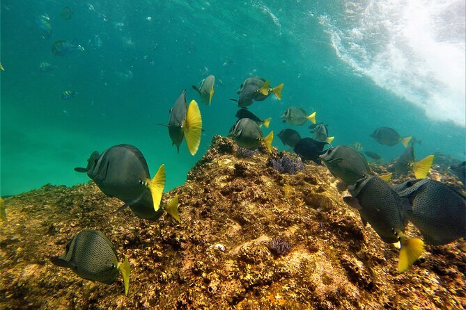 Boat ride to the Arch and Snorkel - El Arco de Cabo San Lucas: how to get great photos