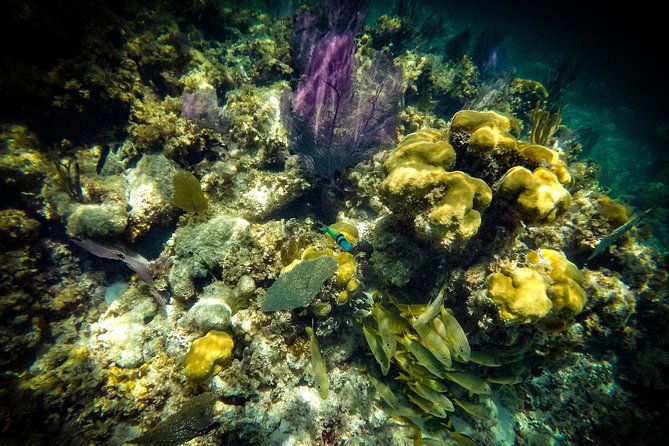 Breathtaking experience driving a speedboat in Cancun with Snorkeling included - What You Actually Need to Bring (and Who Should Skip Snorkeling)