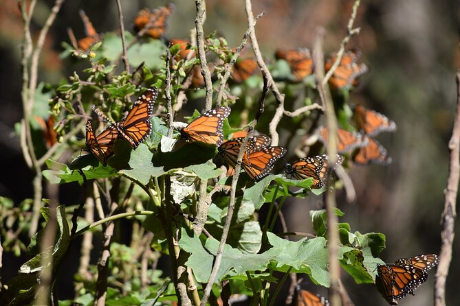 Butterfly Monarch Tour from Mexico City - Monarchs in Sierra Chincua, and Why the Morning Matters