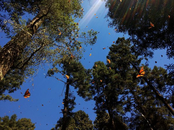 Butterfly Monarch Tour from Mexico City - Pickup in Polanco and Reforma Avenue: Easy for Some, Tricky for Others