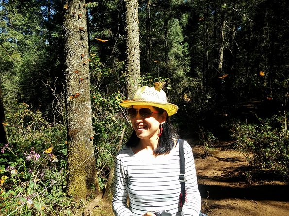 Butterfly Monarch Tour from Mexico City - Watching Monarchs: When They’re Most Active