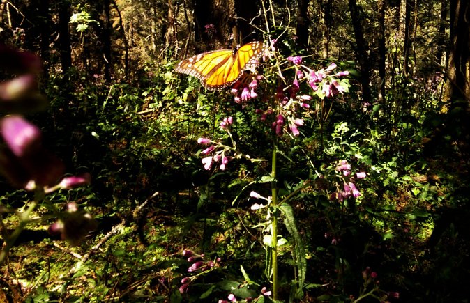 Butterfly Monarch Tour from Mexico City - Lunch and the Mexican Food Workshop Moment in Michoacán