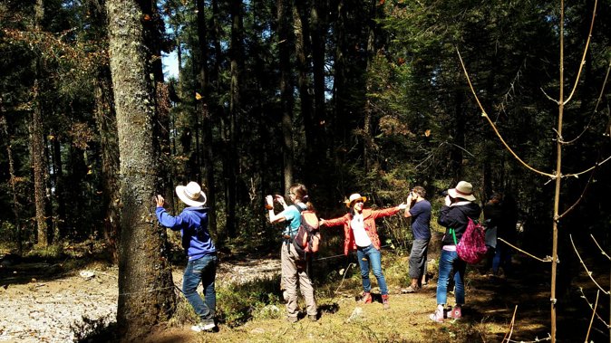 Butterfly Monarch Tour from Mexico City - Small Group Size: Better Attention, Faster Feedback