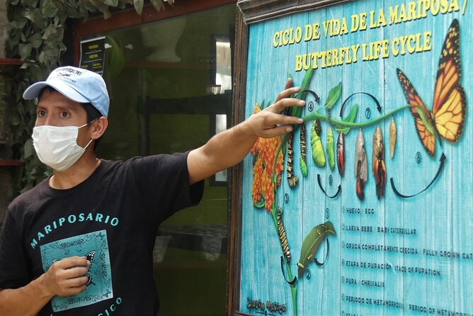 Butterfly Sanctuary & Museum Guided Tour in Puerto Vallarta - Key Highlights You Shouldn’t Skip