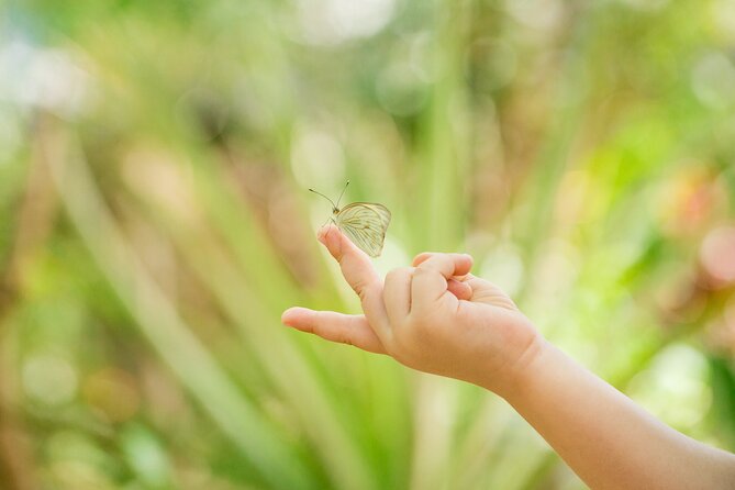 Butterfly Sanctuary & Museum Guided Tour in Puerto Vallarta - Mariposario Jardin Magico: The Calm Before the Wings