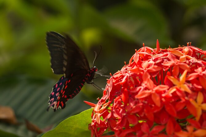 Butterfly Sanctuary & Museum Guided Tour in Puerto Vallarta - The Butterfly Release Ceremony: A Three-Hour-Old First Flight
