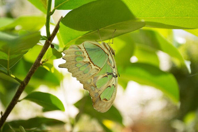Butterfly Sanctuary & Museum Guided Tour in Puerto Vallarta - Price and Value: Is $28 Worth It?