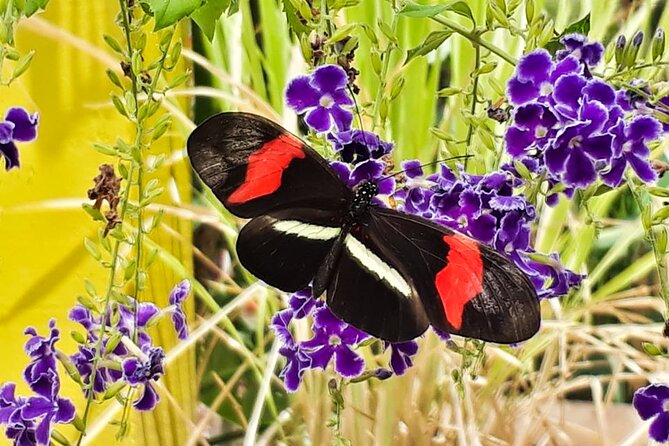 Butterfly Sanctuary & Museum Guided Tour in Puerto Vallarta - Getting There From Puerto Vallarta: The Only Real Hurdle