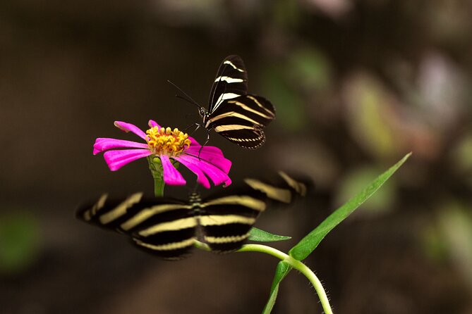 Butterfly Sanctuary & Museum Guided Tour in Puerto Vallarta - What to Bring for a Comfortable Butterfly Morning