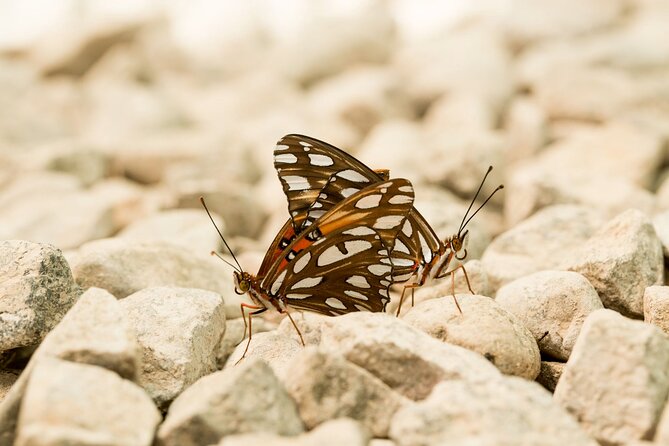 Butterfly Sanctuary & Museum Guided Tour in Puerto Vallarta - Should You Book This Puerto Vallarta Butterfly Tour?