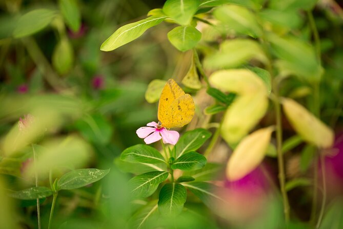 Butterfly Sanctuary & Museum Guided Tour in Puerto Vallarta - The One-Hour Flow: Guided Walk Plus Museum Time