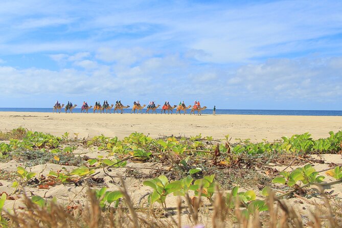 Cabo Adventure: Can-Am X3 Ride & Camel Beach Tour - Camel encounter by the Pacific: feeding, facts, and beach riding
