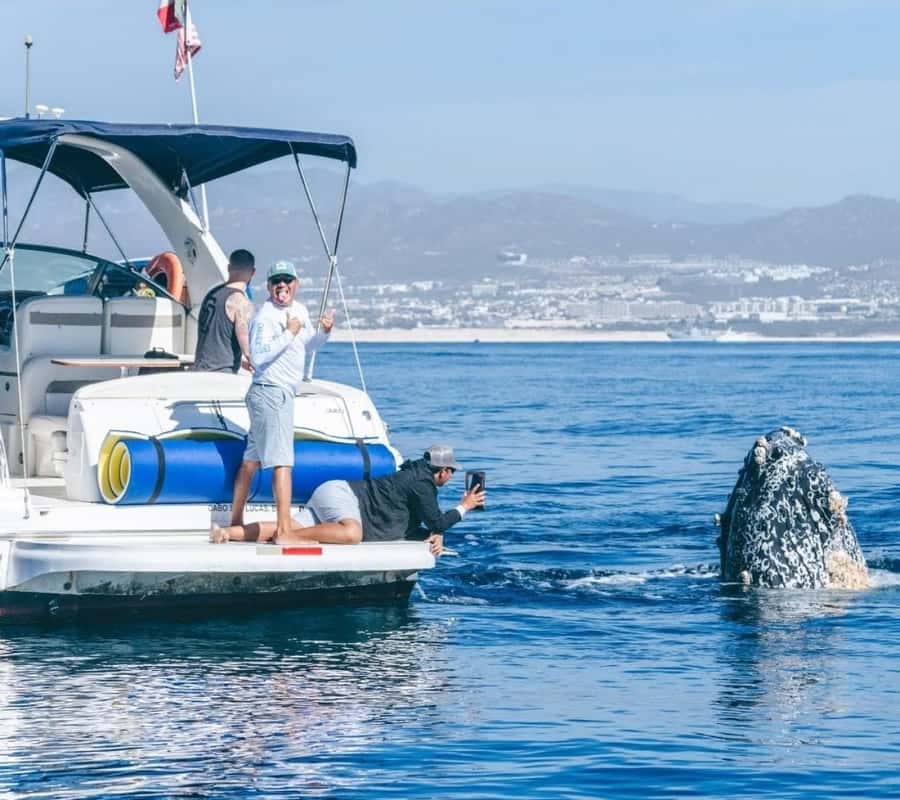 Cabo: Arch, Whales, Snorkel Tour - Food & Drinks 1-20 people - Snorkeling, lily pad floating, and paddleboards: choose your water time