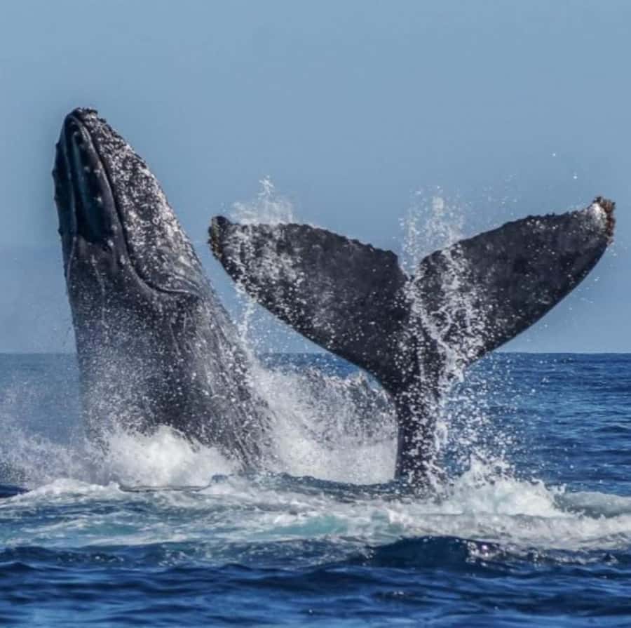 Cabo: Arch, Whales, Snorkel Tour - Food & Drinks 1-20 people - Sunset sailing in Cabo: why the timing matters