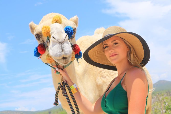 Cabo Beach Camel Ride, Mexican Buffet and Tequila Tasting - The Camel Ride on Baja Sand: Timing, Safety Rules, and Photo Limits