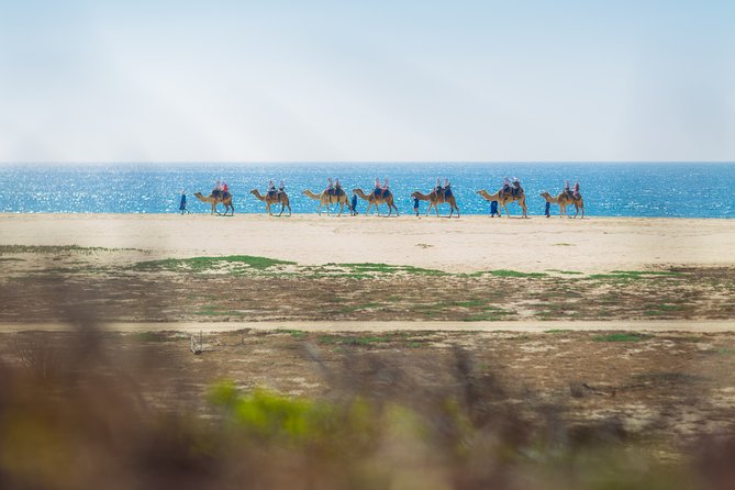 Cabo Beach Camel Ride, Mexican Buffet and Tequila Tasting - Whale-Season Bonus: When Winter Turns the Coast Into a Show
