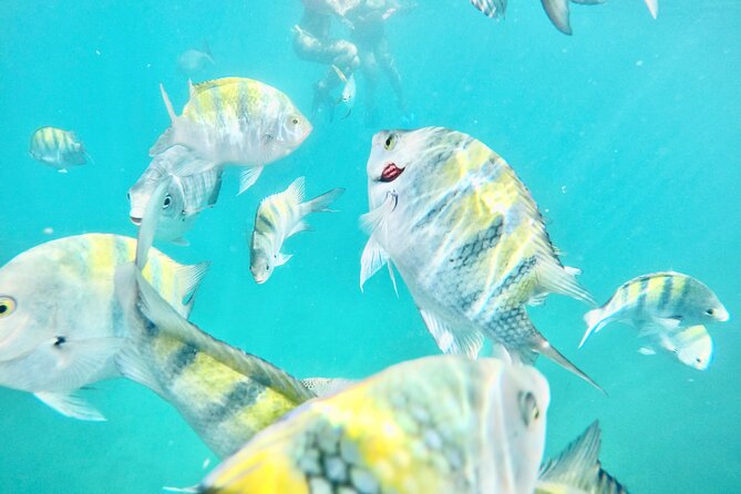 Cabo Blue Snorkeling Cruise, Open Bar and Lunch in Cabo San Lucas - Key Points to Know Before You Go