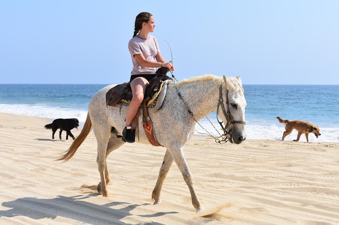 Cabo Desert Off-Road & Beach Horseback Combo and Tequila Tasting - Tequila tasting and the photo moment: plan for add-ons