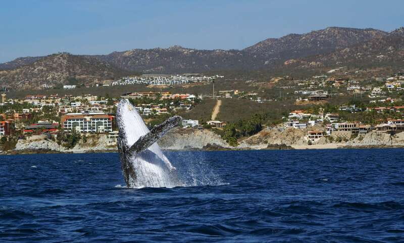 Cabo San Lucas: 2.5-Hour Whale Watching Tour - Setting Off From the Tesoro Hotel Marina (No Pickup, Easy Landmark Finds)
