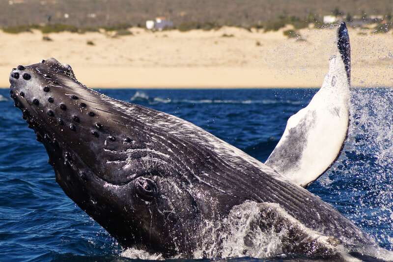 Cabo San Lucas: 2.5-Hour Whale Watching Tour - Humpback Encounters: What Action Looks Like in Baja