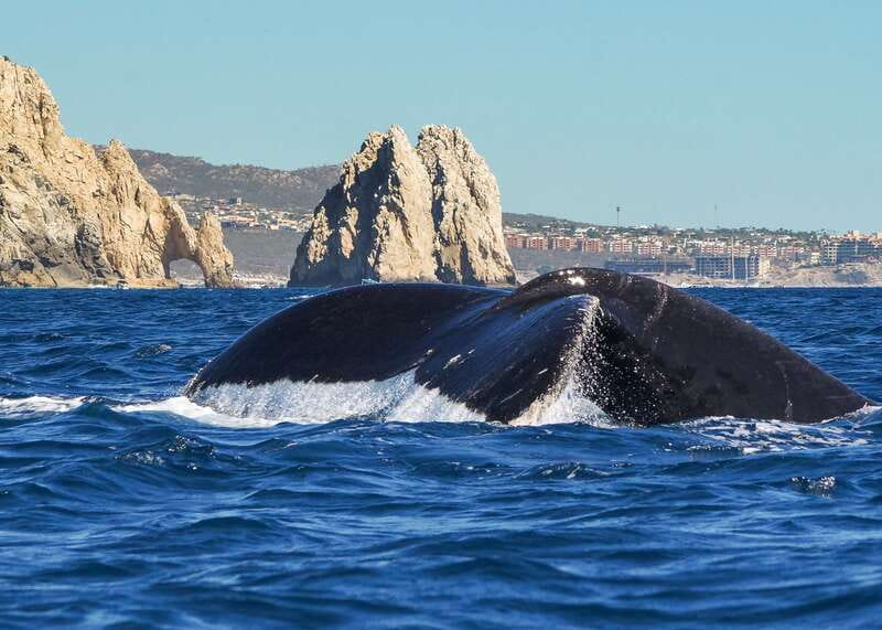 Cabo San Lucas: 2.5-Hour Whale Watching Tour - Small Group, Big Focus: How Guides Keep Everyone in the Picture