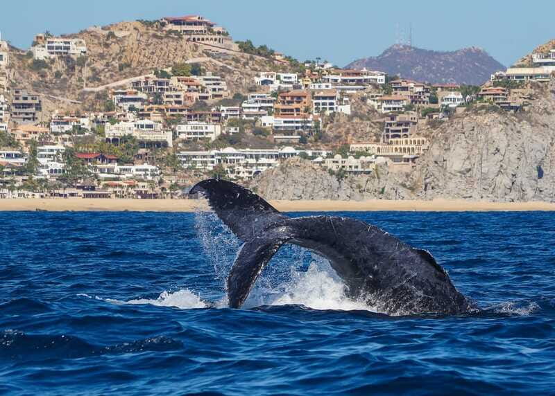 Cabo San Lucas: 2.5-Hour Whale Watching Tour - Best Timing for a Migration-Season Whale Trip