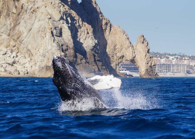 Cabo San Lucas: 2.5-Hour Whale Watching Tour - Hydrophones and a Marine Biologist: What You Learn While You Watch