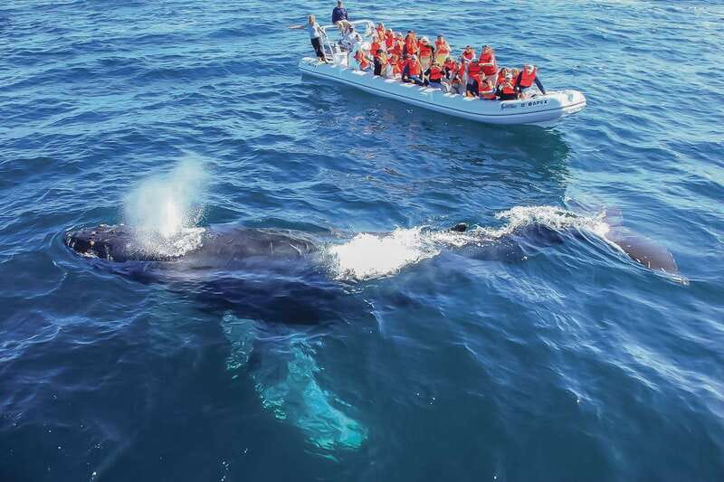 Cabo San Lucas: 2-Hour Whale Watching Adventure - Key points to know before you go