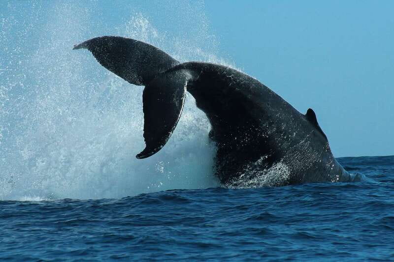 Cabo San Lucas: 2-Hour Whale Watching Adventure - Cabo whale watching is all about whale timing