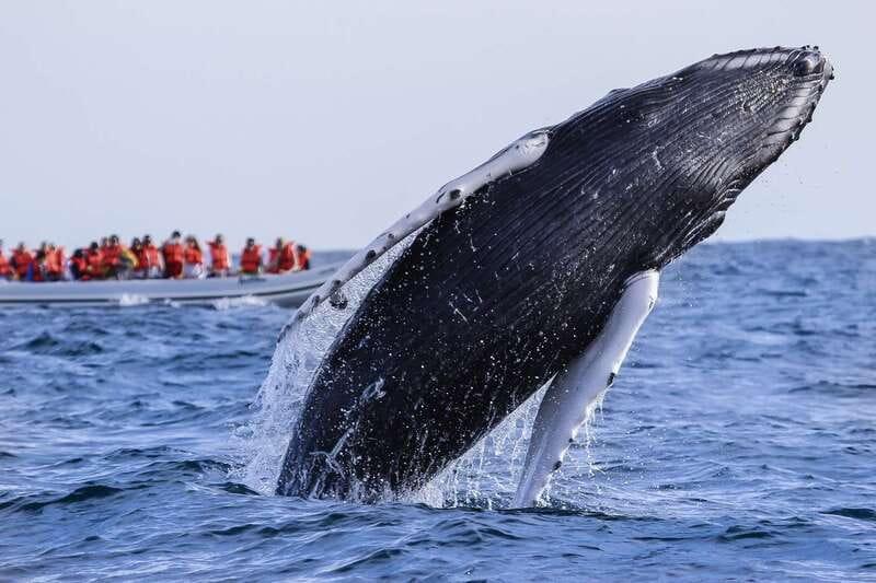 Cabo San Lucas: 2-Hour Whale Watching Adventure - The boat choice is the real secret to good sightings