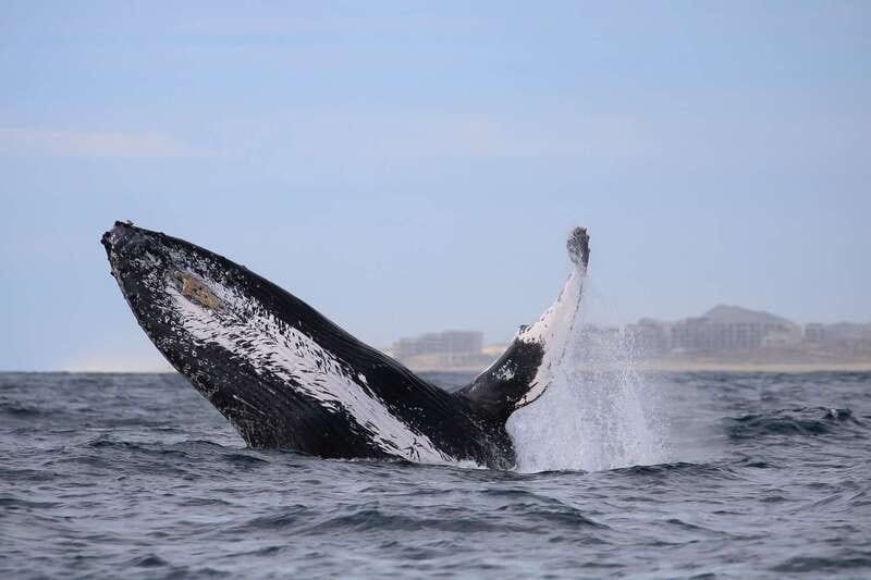 Cabo San Lucas: 2-Hour Whale Watching Adventure - On the water: hydrophone, breaches, and dolphin play