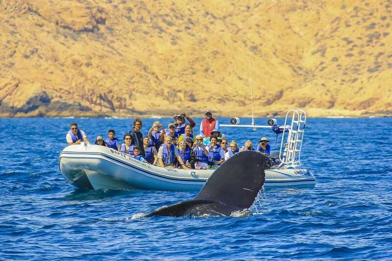 Cabo San Lucas: 2-Hour Whale Watching Adventure - What your marine guide focuses on (and why it changes the cruise)