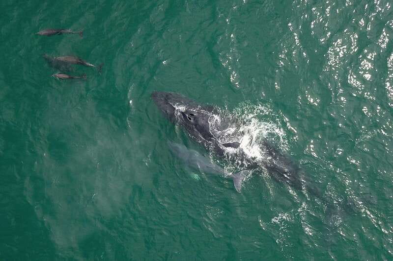 Cabo San Lucas: 2-Hour Whale Watching Adventure - Price and value: what $99 plus fees means for your budget