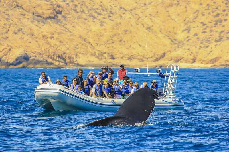 Cabo San Lucas: 2-Hour Whale Watching Adventure - How pickup and travel set the tone for your day