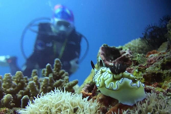 Cabo San Lucas 2 Tank Scuba Diving - First underwater session: Cabo San Lucas Marine Park and the 300-ft edge