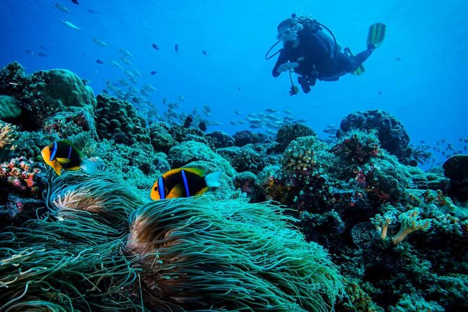 Cabo San Lucas 2 Tank Scuba Diving - Meeting point at See Creatures and the flow to the marina