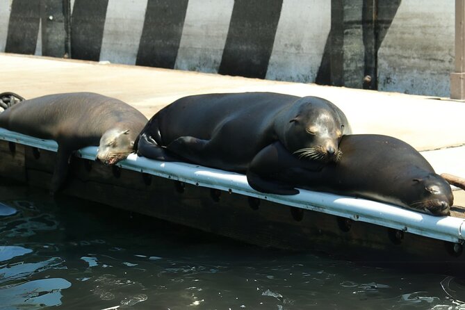 Cabo San Lucas Arc Group Tour in Glass Bottom Boat - Key highlights worth knowing