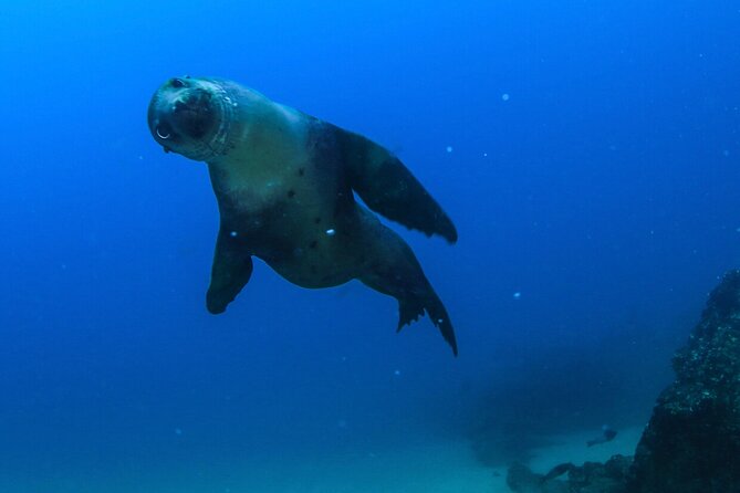 Cabo San Lucas Arch Boat Tour and Snorkeling at Pelican Rock - When This Tour Might Not Be Your Best Match