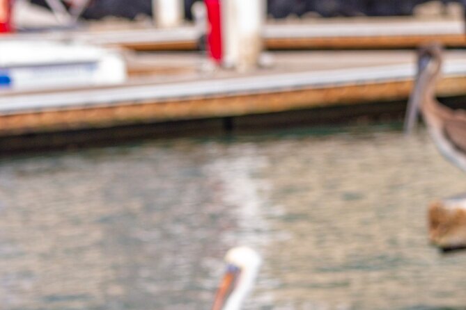 Cabo San Lucas Arch Private Boat Tour - Pelican Rock: Where the Glass Bottom Actually Shines